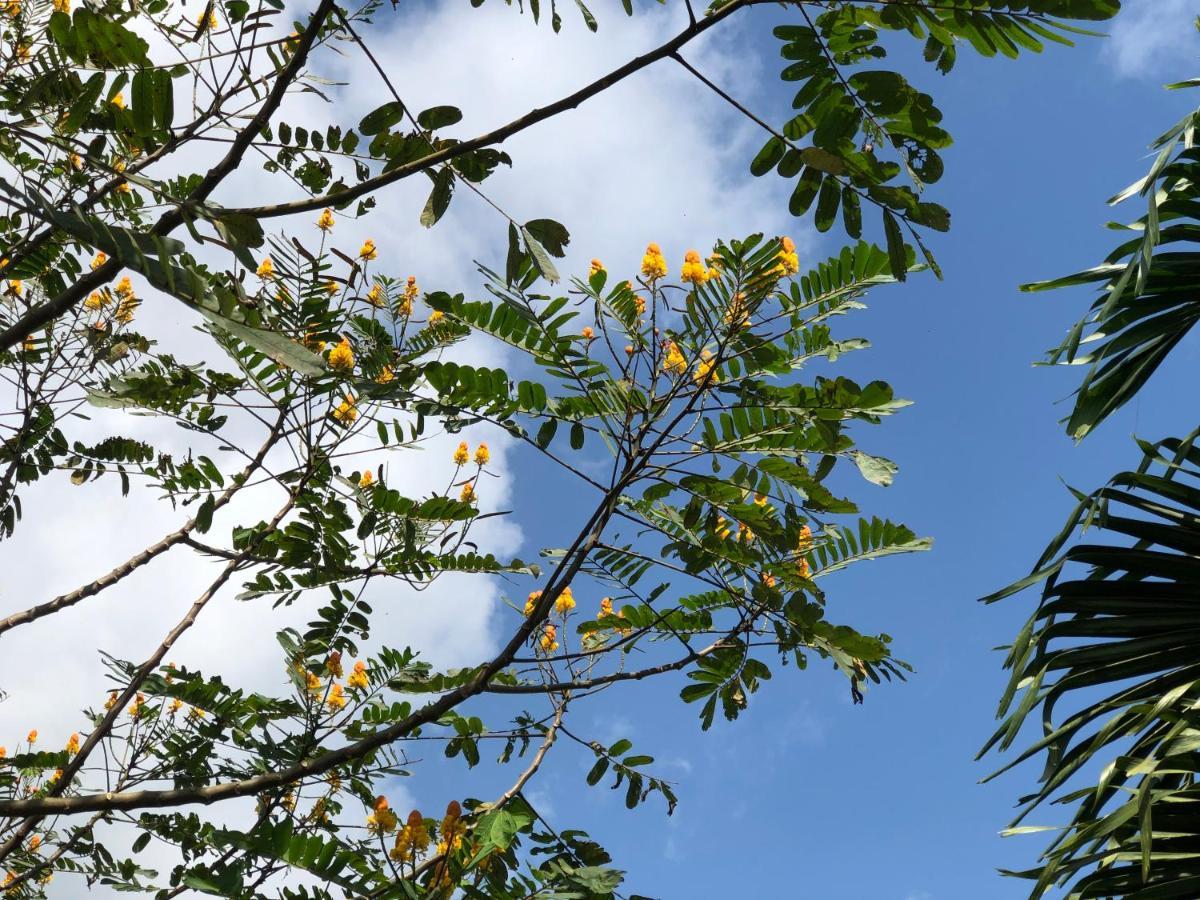 比加瓜Casita El Jardin别墅 外观 照片